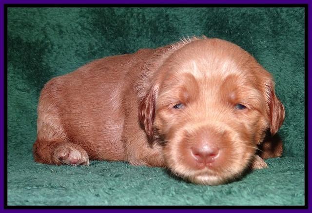 Noelle Dawson 2 weeks old 101