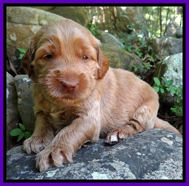 Noelle Dawson pups 3 wks old 151