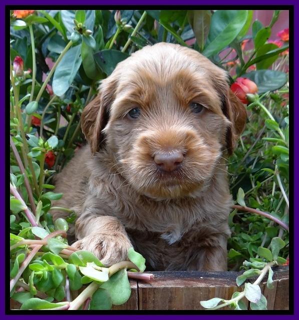 Noelle Dawson pups 4 wks old 151