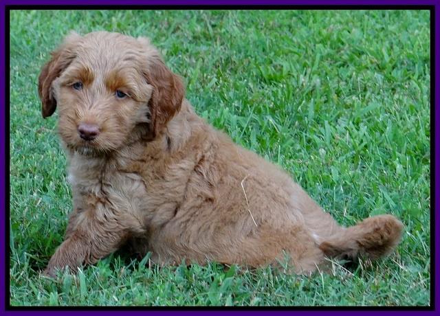 Noelle Dawson pups 6 wks old 151