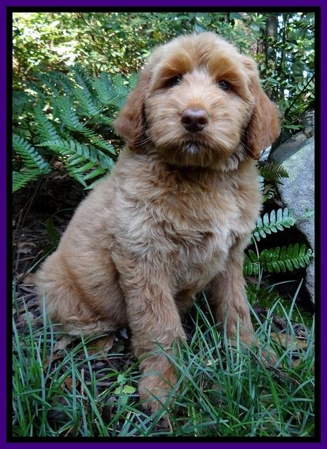Noelle Dawson pups 8 wks old Teal Purple 11