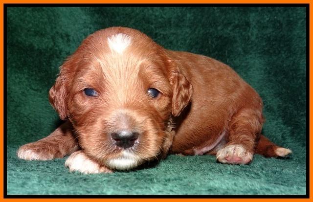 Noelle Dawson 2 weeks old 121