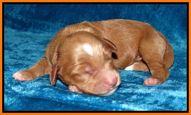 Noelle Dawson Newborn 91