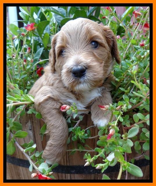 Noelle Dawson pups 4 wks old 171