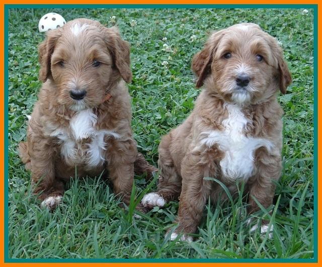 Noelle Dawson pups 5 wks old 111