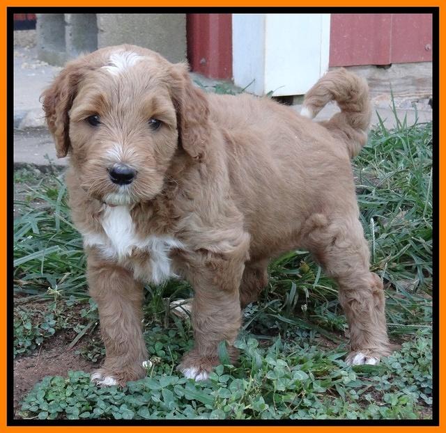 Noelle Dawson pups 5 wks old 23100