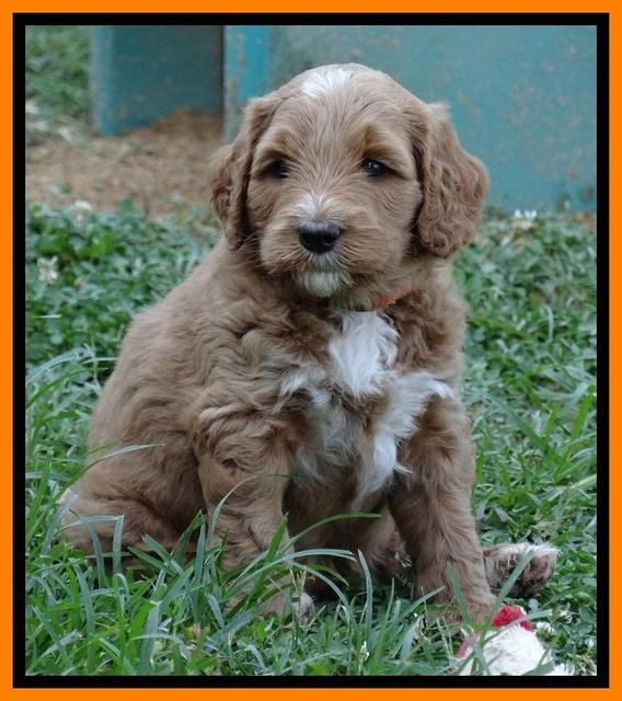 Noelle Dawson pups 5 wks old 24100