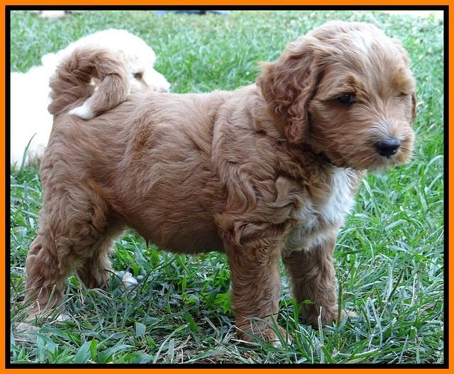 Noelle Dawson pups 6 wks old 181