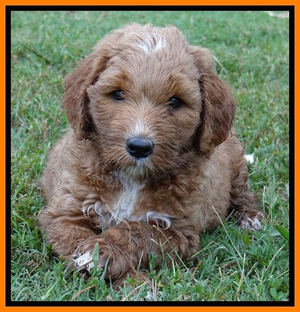 Noelle Dawson pups 6 wks old 191