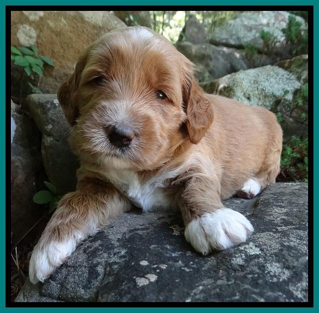 Noelle Dawson pups 3 wks old 191