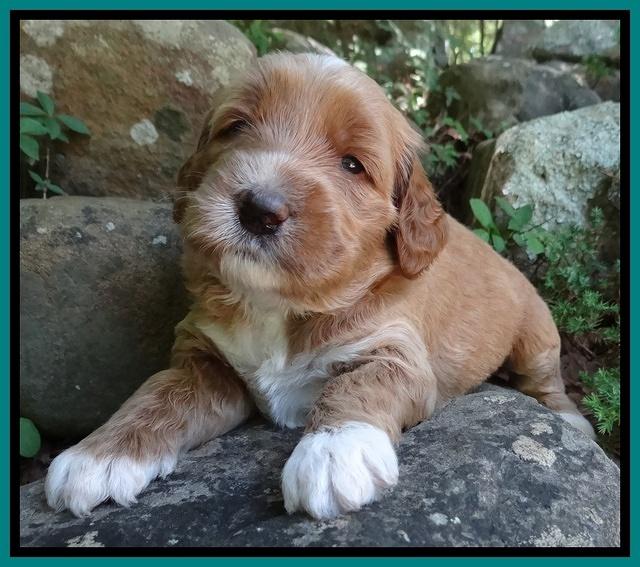 Noelle Dawson pups 3 wks old 201