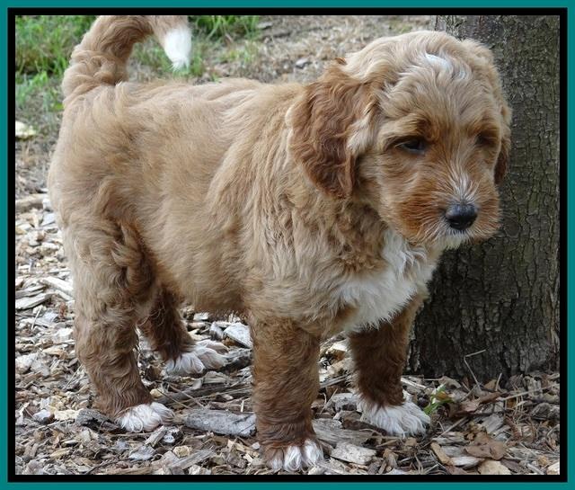 Noelle Dawson pups 6 wks old 221