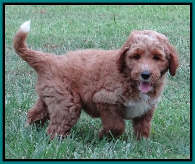 Noelle Dawson pups 7 wks old 331