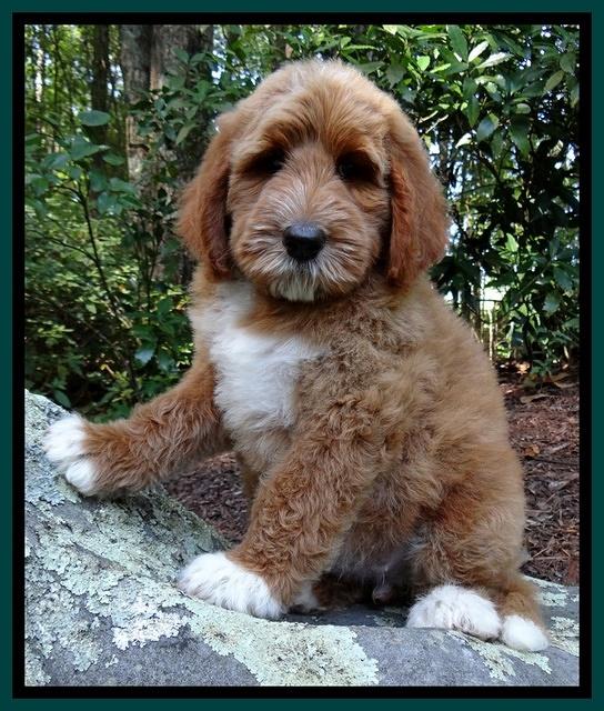 Noelle Dawson pups 8 wks old Teal Purple 51