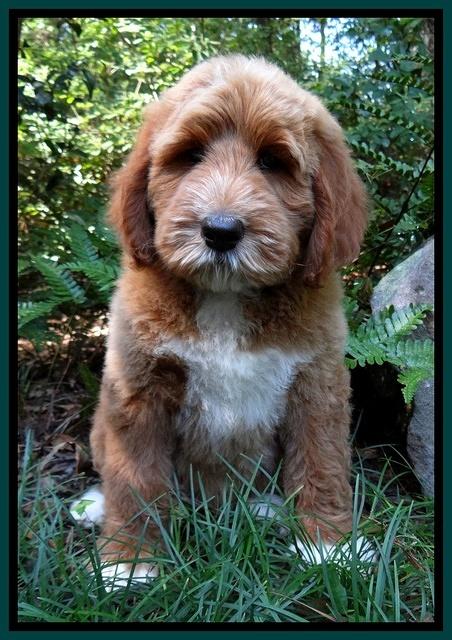 Noelle Dawson pups 8 wks old Teal Purple 81