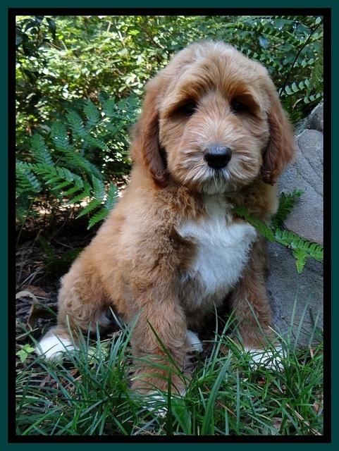 Noelle Dawson pups 8 wks old Teal Purple 91