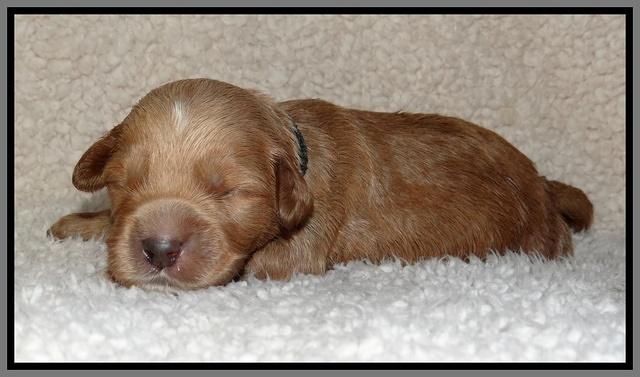 Noelle Dawson pups 1 wk old 241