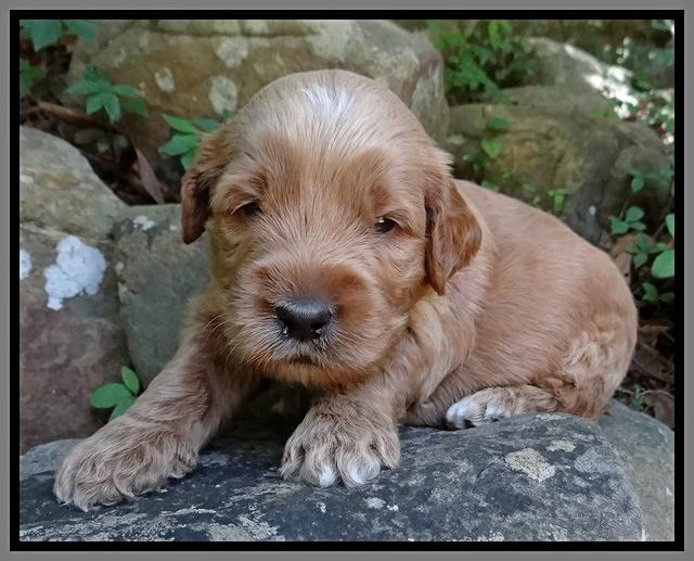 Noelle Dawson pups 3 wks old 221