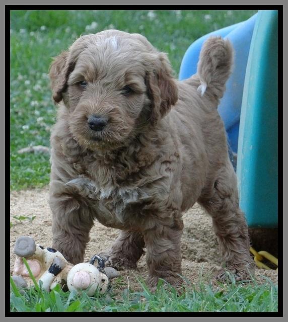 Noelle Dawson pups 5 wks old 171