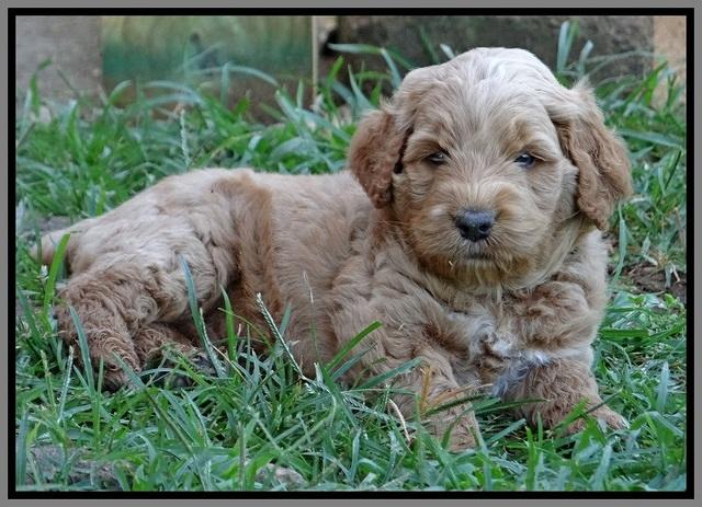 Noelle Dawson pups 5 wks old 33100