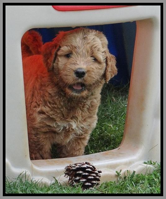 Noelle Dawson pups 6 wks old 251