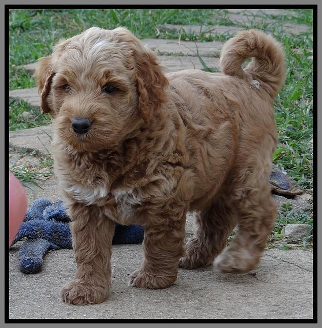 Noelle Dawson pups 6 wks old 261