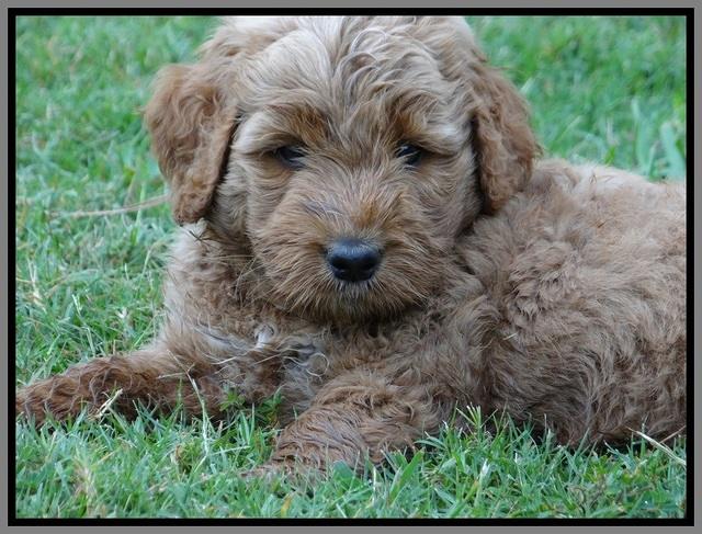 Noelle Dawson pups 6 wks old 271
