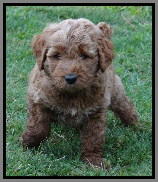 Noelle Dawson pups 6 wks old 281