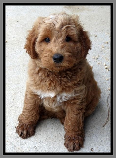 Noelle Dawson pups 7 wks old 371