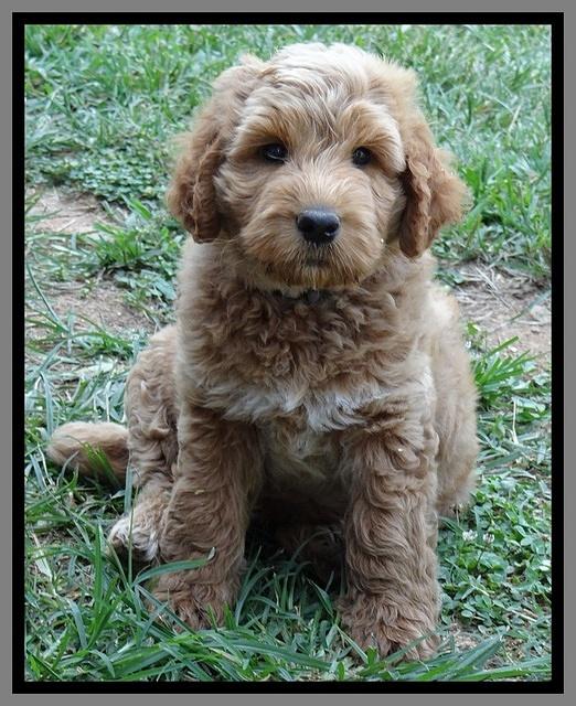 Noelle Dawson pups 7 wks old 381