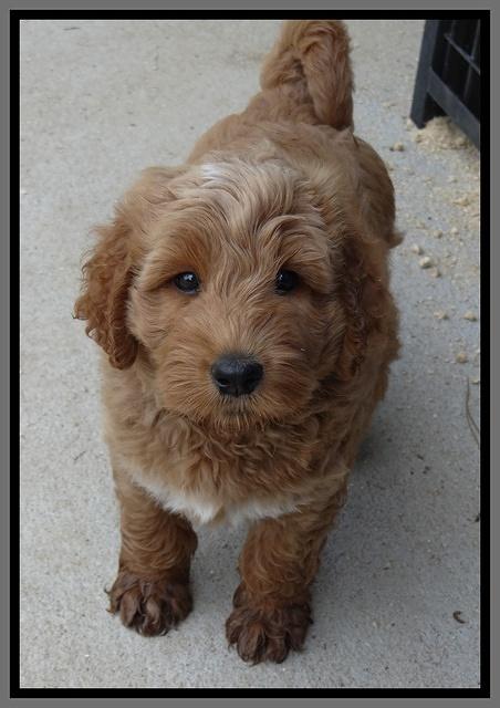 Noelle Dawson pups 7 wks old 391