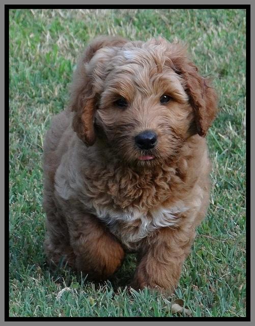 Noelle Dawson pups 7 wks old 411
