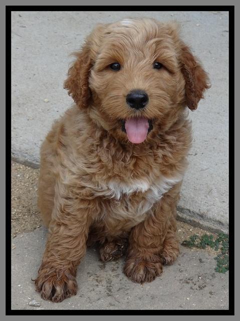 Noelle Dawson pups 7 wks old 421