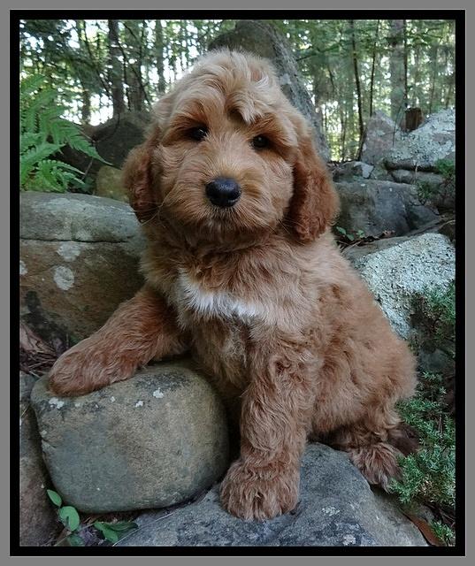 Noelle Dawson pups 8 wks old 61