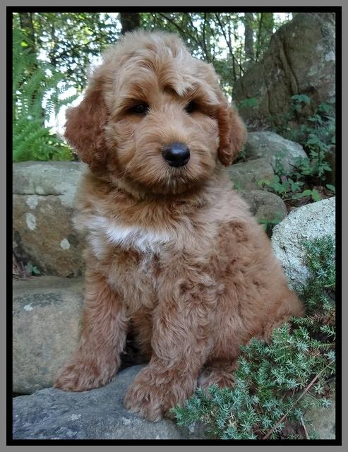 Noelle Dawson pups 8 wks old 71