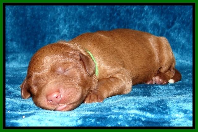 Noelle Dawson Newborn 161