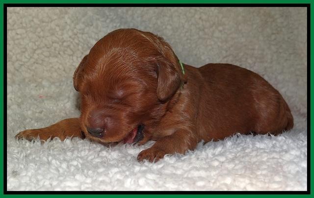 Noelle Dawson pups 1 wk old 261