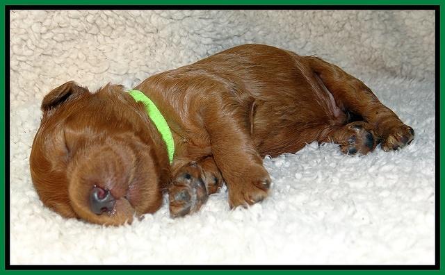 Noelle Dawson pups 1 wk old 271