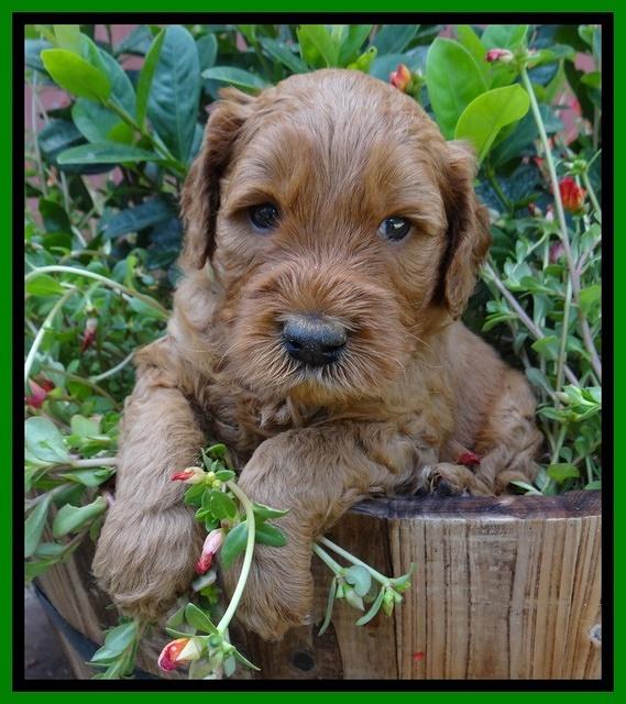 Noelle Dawson pups 4 wks old 251