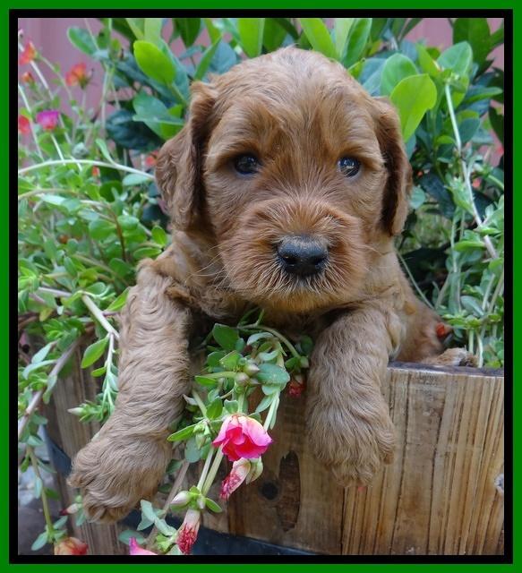 Noelle Dawson pups 4 wks old 271