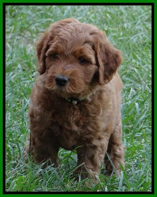 Noelle Dawson pups 6 wks old 311