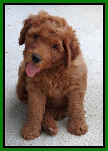 Noelle Dawson pups 7 wks old 461