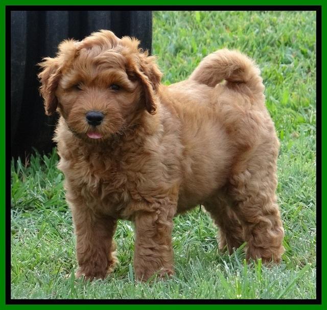 Noelle Dawson pups 7 wks old 491