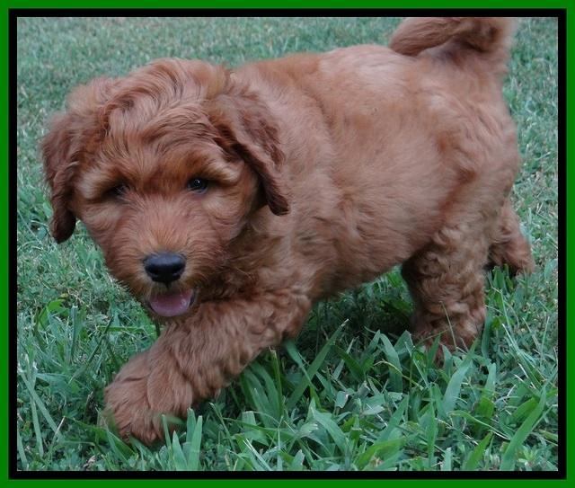 Noelle Dawson pups 7 wks old 511