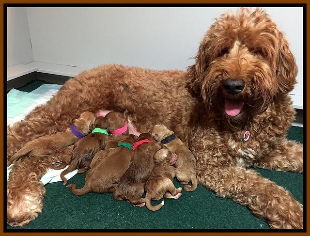 Noelle Dawson newborn pups 51