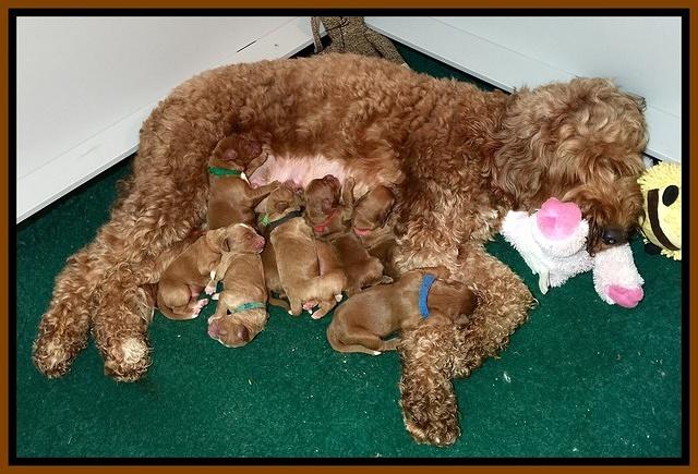 Noelle Dawson pups 1 wk old 21