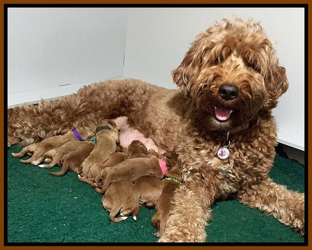 Noelle Dawson pups 1 wk old 61