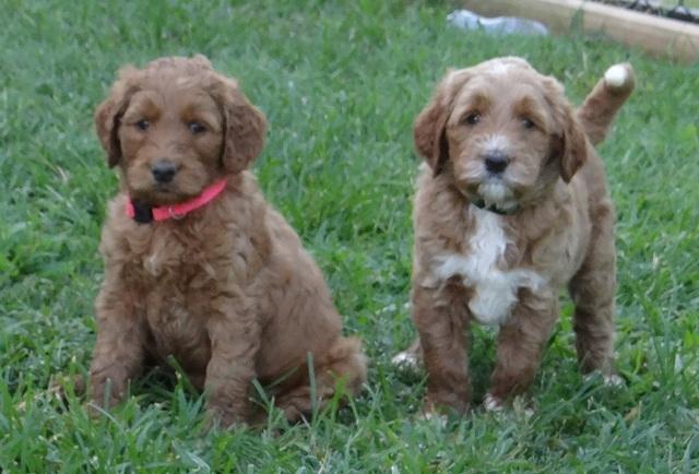 Noelle Dawson pups 5 wks old 1100