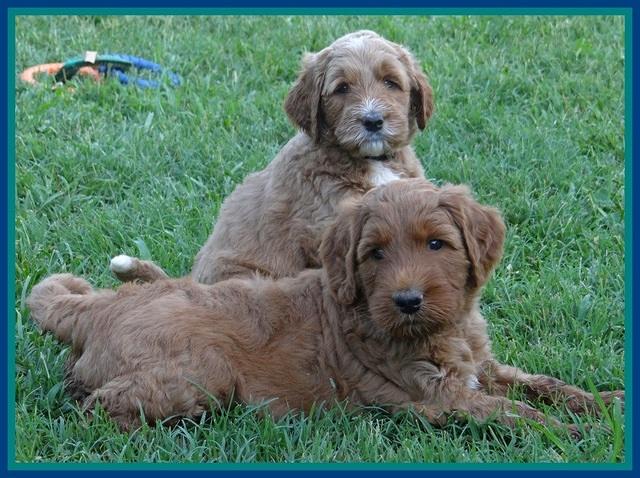 Noelle Dawson pups 5 wks old 3100