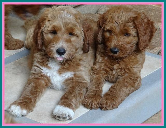 Noelle Dawson pups 7 wks old 521